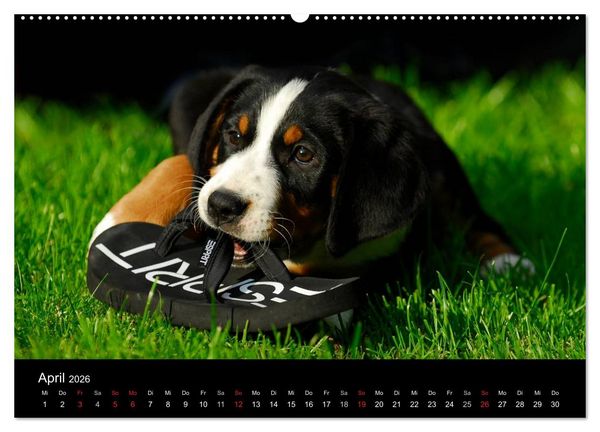 Produktbild: Welpen 2026 (hochwertiger Premium Wandkalender 2026 DIN A2 quer), Kunstdruck in Hochglanz