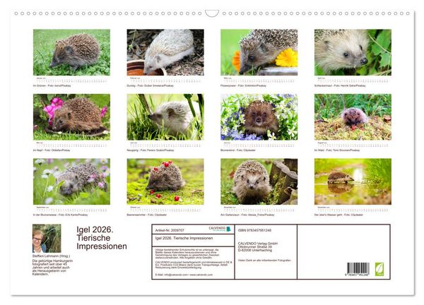 Produktbild: Igel 2026. Tierische Impressionen (Wandkalender 2026 DIN A2 quer), CALVENDO Monatskalender