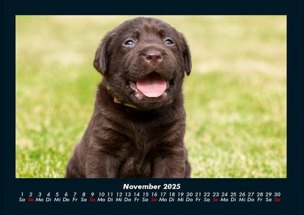 Produktbild: Welt der Tiere 2025 Fotokalender DIN A4