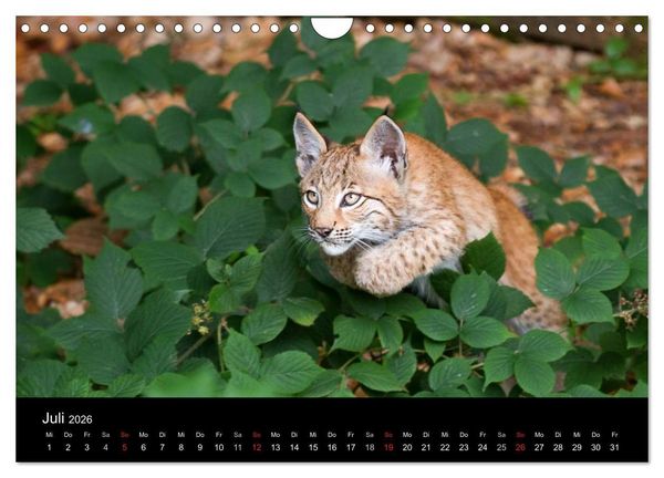 Produktbild: Luchse - Europas gr&ouml;&szlig;te Katzen (Wandkalender 2026 DIN A4 quer), CALVENDO Monatskalender