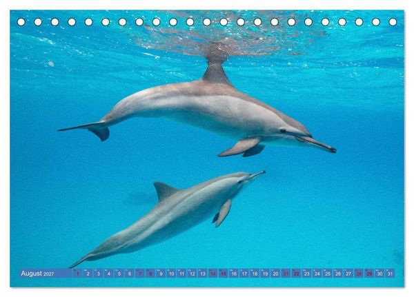 Produktbild: Tauchen, Fische und Meer (Tischkalender 2027 DIN A5 quer), CALVENDO Monatskalender