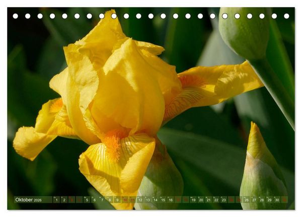 Produktbild: Iris - mond&auml;ne Gartensch&ouml;nheit (Tischkalender 2026 DIN A5 quer), CALVENDO Monatskalender
