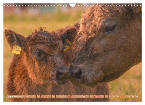 Produktbild: Mutterk&uuml;he (Wandkalender 2026 DIN A3 quer), CALVENDO Monatskalender