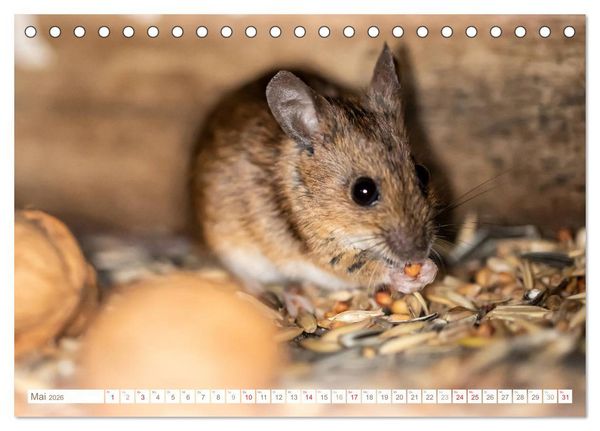 Produktbild: Die Maus im Vogelhaus (Tischkalender 2026 DIN A5 quer), CALVENDO Monatskalender