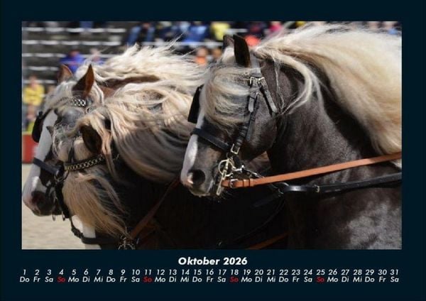 Produktbild: Pferdegefl&uuml;ster 2026 Fotokalender DIN A4