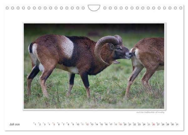 Produktbild: Emotionale Momente: Tierischer Sex. (Wandkalender 2026 DIN A4 quer), CALVENDO Monatskalender