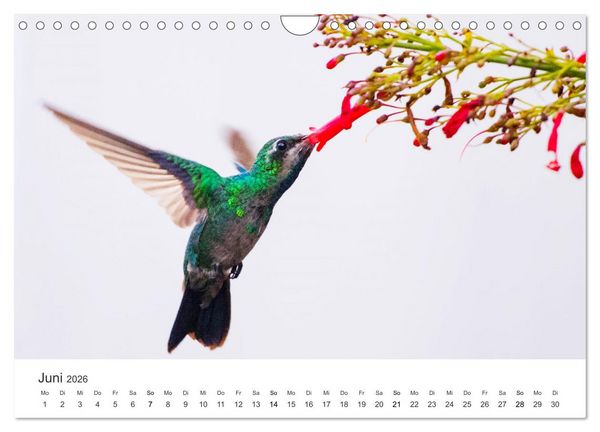 Produktbild: Kolibris - wahre Luftakrobaten (Wandkalender 2026 DIN A4 quer), CALVENDO Monatskalender