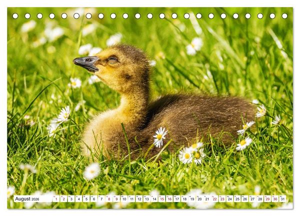 Produktbild: Flauschige Momente! Enten- und G&auml;nsek&uuml;ken im Jahreslauf (Tischkalender 2026 DIN A5 quer), CALVENDO Monatskalender