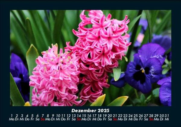 Produktbild: Blumenzauber 2025 Fotokalender DIN A5