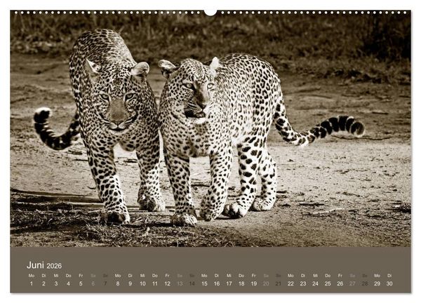 Produktbild: Wildes Afrika (hochwertiger Premium Wandkalender 2026 DIN A2 quer), Kunstdruck in Hochglanz