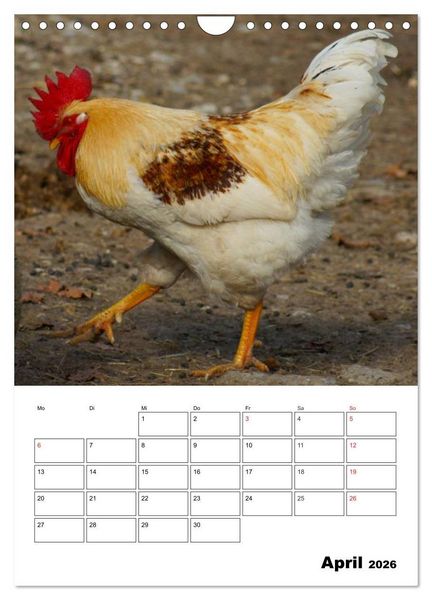 Produktbild: H&uuml;hner Terminplaner (Wandkalender 2026 DIN A4 hoch), CALVENDO Monatskalender