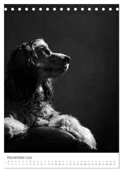 Produktbild: Fine Art Hundeportraits (Tischkalender 2026 DIN A5 hoch), CALVENDO Monatskalender