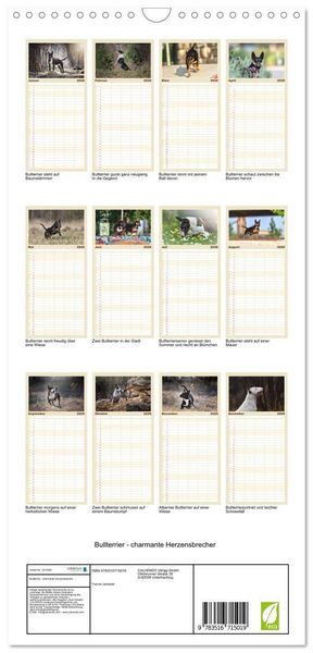 Produktbild: Familienplaner 2026 - Bullterrier - charmante Herzensbrecher mit 5 Spalten (Wandkalender, 21 x 45 cm) CALVENDO