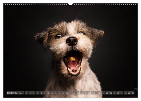 Produktbild: Fang das Leckerlie (Wandkalender 2026 DIN A2 quer), CALVENDO Monatskalender