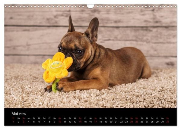 Produktbild: French Bulldog aktiv, verspielt, sportlich (Wandkalender 2026 DIN A3 quer), CALVENDO Monatskalender