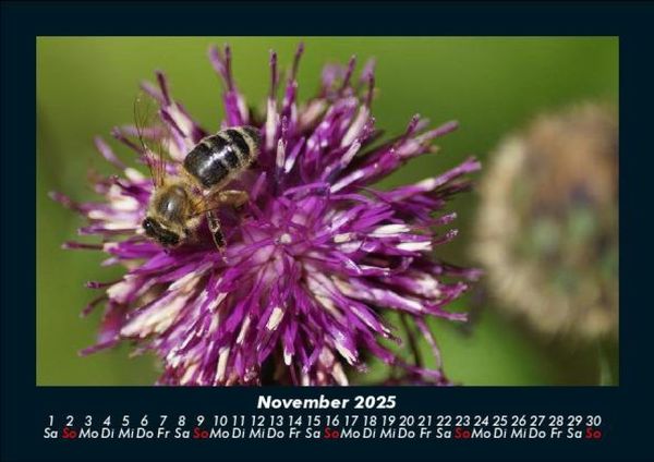 Produktbild: Bienen 2025 Fotokalender DIN A5