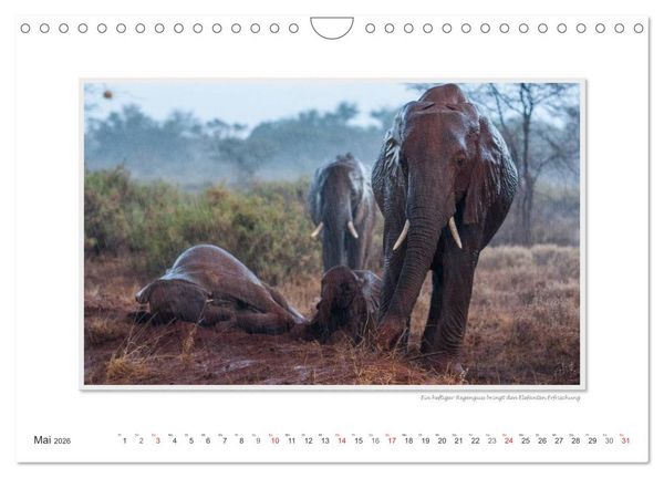 Produktbild: Emotionale Momente: Aus dem Leben der Elefanten. / CH-Version (Wandkalender 2026 DIN A4 quer), CALVENDO Monatskalender