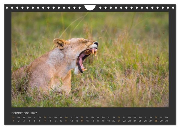 Produktbild: Lions &ndash; Photographies de la faune (Calendrier mural 2027 DIN A4 vertical), CALVENDO calendrier mensuel