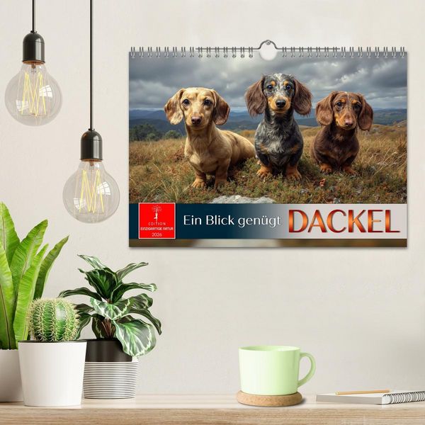 Produktbild: Dackel - ein Blick gen&uuml;gt (Wandkalender 2026 DIN A4 quer), CALVENDO Monatskalender