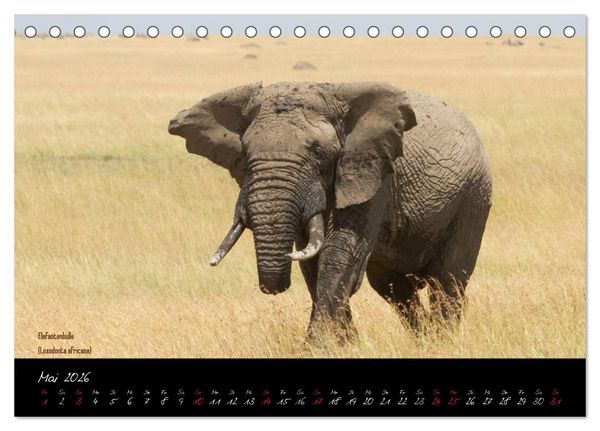 Produktbild: Faszination Afrika - wilde Tiere der Masai Mara - Kenia (Tischkalender 2026 DIN A5 quer), CALVENDO Monatskalender