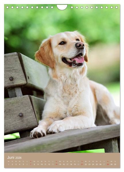 Produktbild: Golden Retriever (Wandkalender 2026 DIN A4 hoch), CALVENDO Monatskalender
