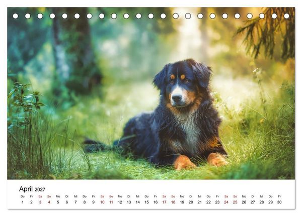 Produktbild: Stolz und Sanftmut - Berner Sennenhunde (Tischkalender 2027 DIN A5 quer), CALVENDO Monatskalender