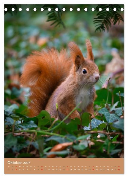 Produktbild: Unsere Eichh&ouml;rnchen - Naturmomente aus dem heimischen Garten (Tischkalender 2027 DIN A5 hoch), CALVENDO Monatskalender