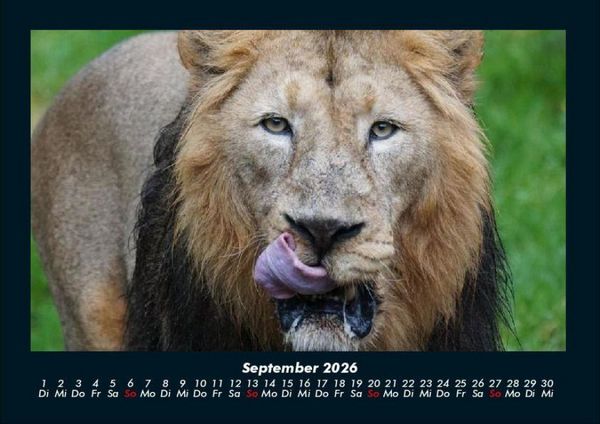 Produktbild: Welt der Tiere 2026 Fotokalender DIN A4