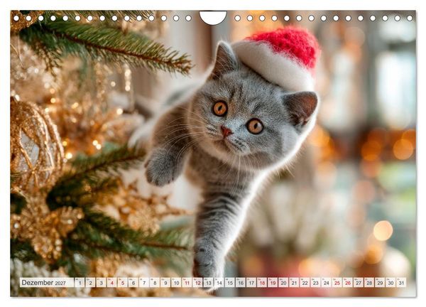 Produktbild: Katzen - Jeder Moment ein Abenteuer (Wandkalender 2027 DIN A4 quer), CALVENDO Monatskalender