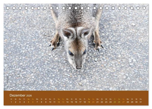 Produktbild: K&auml;ngurus, sprunghafte Gesellen (Tischkalender 2026 DIN A5 quer), CALVENDO Monatskalender