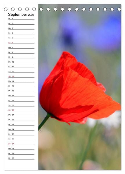 Produktbild: Mohn, zarte Bl&uuml;ten, starke Farben, der Geburtstagskalender (Tischkalender 2026 DIN A5 hoch), CALVENDO Monatskalender