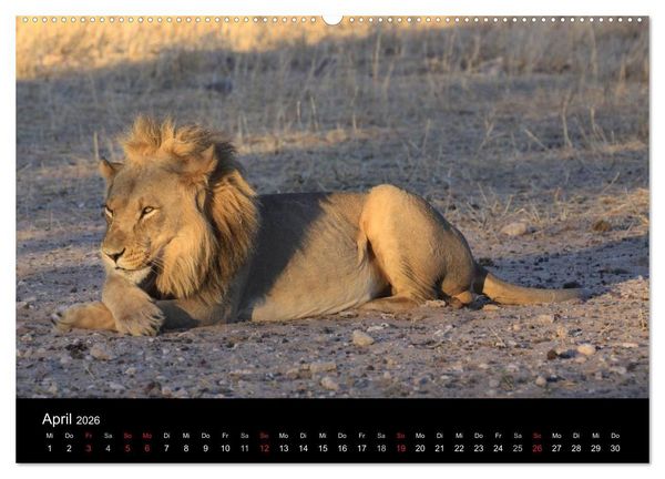 Produktbild: L&ouml;wen - K&ouml;nige der Tiere (Wandkalender 2026 DIN A2 quer), CALVENDO Monatskalender