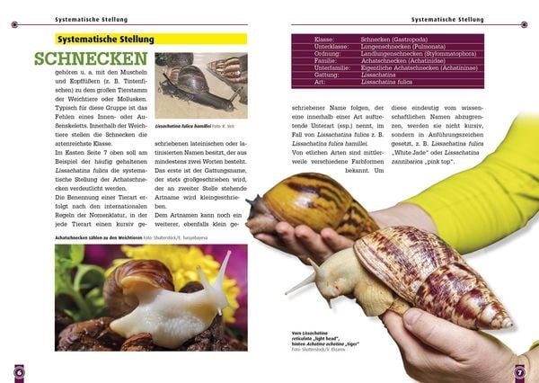 Produktbild: Achatschnecken