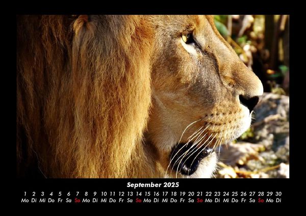 Produktbild: L&ouml;wen in der Wildnis 2025 Fotokalender DIN A3