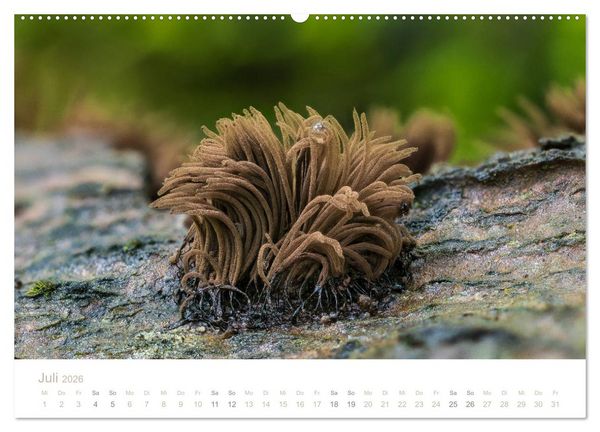 Produktbild: FASZINATION PILZE 2026 (Wandkalender 2026 DIN A2 quer), CALVENDO Monatskalender