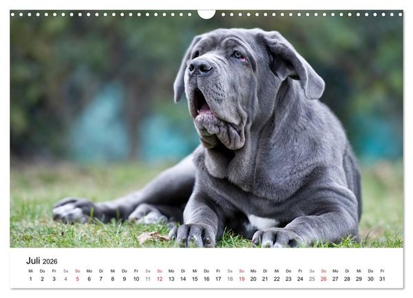 Produktbild: Mein Hundekalender 2026 (Wandkalender 2026 DIN A3 quer), CALVENDO Monatskalender