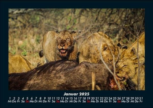 Produktbild: L&ouml;wen in der Wildnis 2025 Fotokalender DIN A5