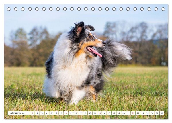 Produktbild: H&uuml;tehund der Shetland Inseln - Shetland Sheepdog (Tischkalender 2026 DIN A5 quer), CALVENDO Monatskalender