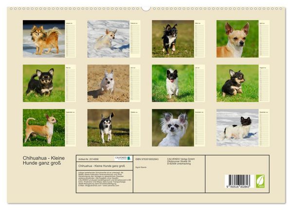 Produktbild: Chihuahua - Kleine Hunde ganz gro&szlig; (hochwertiger Premium Wandkalender 2026 DIN A2 quer), Kunstdruck in Hochglanz