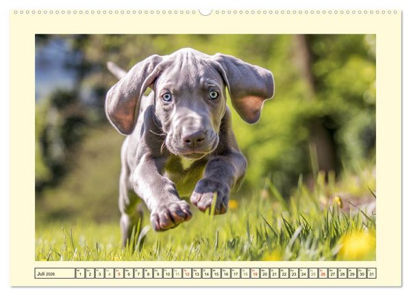 Produktbild: Edle Weimaraner. Loyale Silberseelen im Licht der Natur (Wandkalender 2026 DIN A2 quer), CALVENDO Monatskalender