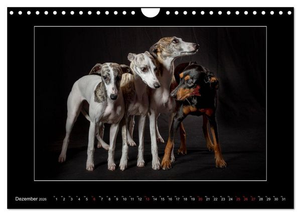 Produktbild: Windhunde - Schnelle Sch&ouml;nheiten (Wandkalender 2026 DIN A4 quer), CALVENDO Monatskalender