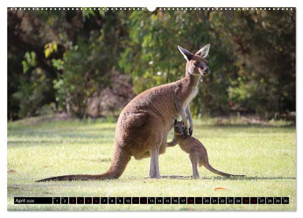 Produktbild: West-Australien (hochwertiger Premium Wandkalender 2026 DIN A2 quer), Kunstdruck in Hochglanz