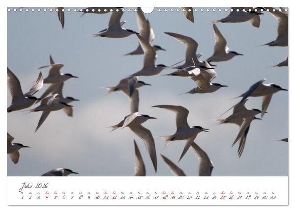 Produktbild: Vogelwelt Helgoland - von Ostfriesenfotografie (Wandkalender 2026 DIN A3 quer), CALVENDO Monatskalender