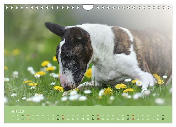 Produktbild: Bullterrier - charmante Herzensbrecher (Wandkalender 2027 DIN A4 quer), CALVENDO Monatskalender