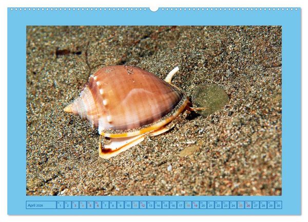 Produktbild: Meeres-Schnecken (Wandkalender 2026 DIN A2 quer), CALVENDO Monatskalender