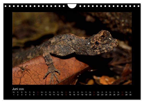 Produktbild: SUMATRA Abenteuer Regenwald (Wandkalender 2026 DIN A4 quer), CALVENDO Monatskalender