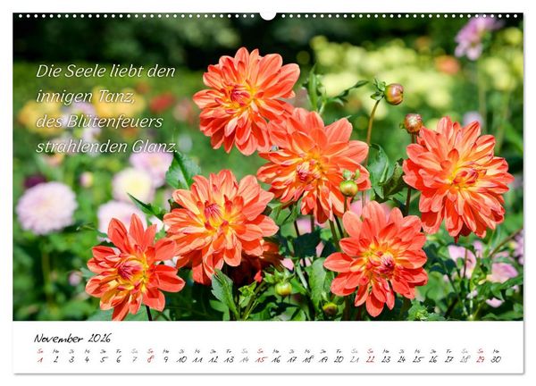 Produktbild: Dahlien Poesie (hochwertiger Premium Wandkalender 2026 DIN A2 quer), Kunstdruck in Hochglanz