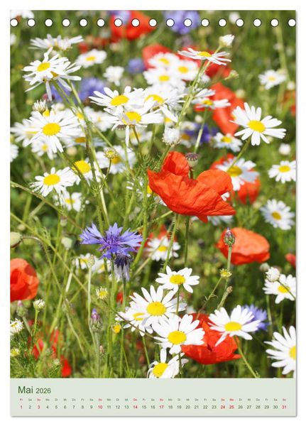 Produktbild: Mohn im Feld (Tischkalender 2026 DIN A5 hoch), CALVENDO Monatskalender