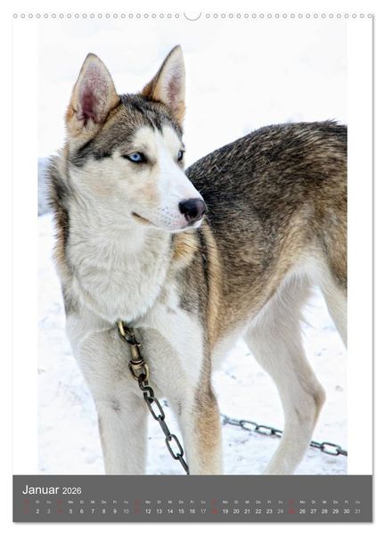 Produktbild: Huskies - Portraits im Schnee (hochwertiger Premium Wandkalender 2026 DIN A2 hoch), Kunstdruck in Hochglanz