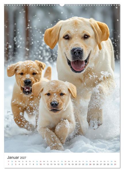 Produktbild: Mein Jahr mit Labradoren (Wandkalender 2027 DIN A2 hoch), CALVENDO Monatskalender